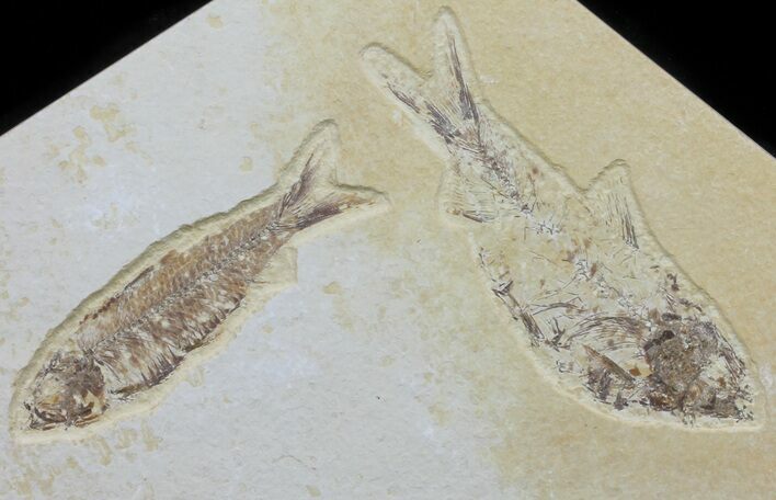 Multiple Fossil Fish - Wyoming #60159